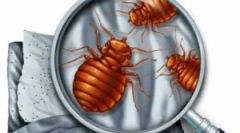 Як підготуватися до дезінфекції від blandbugs?